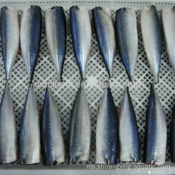 Frozen Gutted Tail Pacific Mackerel Hgt untuk tin dalam tin